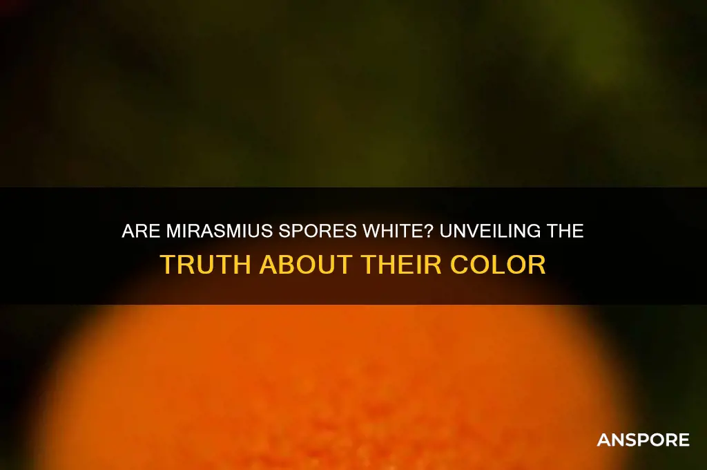 are mirasmius spores white