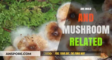 Mold and Mushrooms: What's the Link?