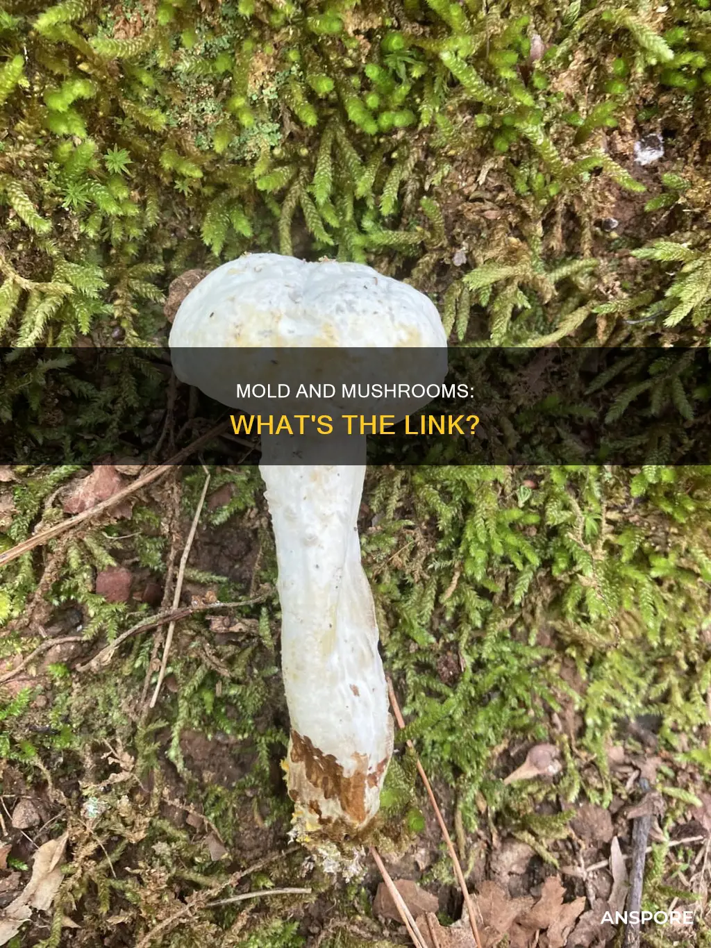 are mold and mushrooms related