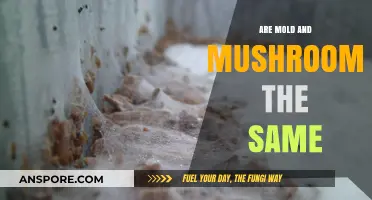 Mold vs. Mushrooms: Unraveling the Differences and Similarities