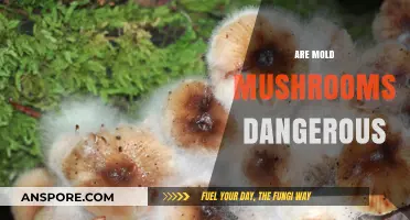 Mold Mushrooms: Are They Toxic to Eat?