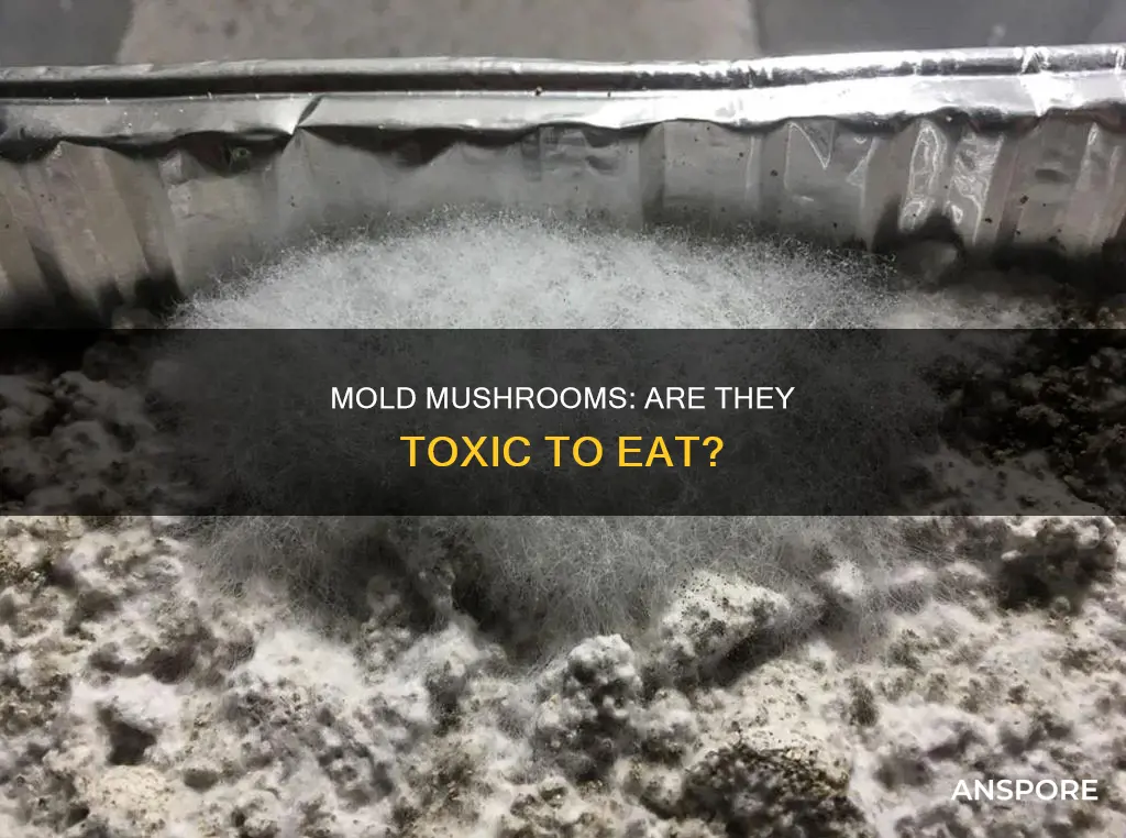 are mold mushrooms dangerous