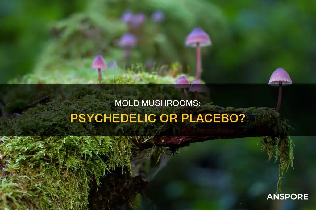 are mold mushrooms psychedelic