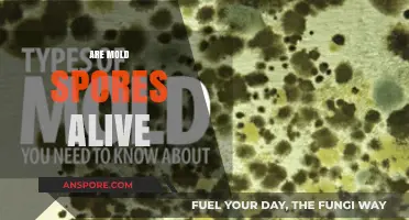 Are Mold Spores Alive? Unveiling the Truth About Fungal Life