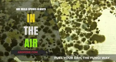 Are Mold Spores Always Airborne? Unveiling the Truth in Indoor Air