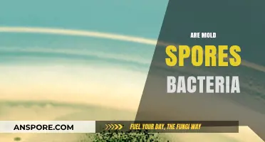 Mold Spores vs. Bacteria: Understanding the Key Differences and Similarities