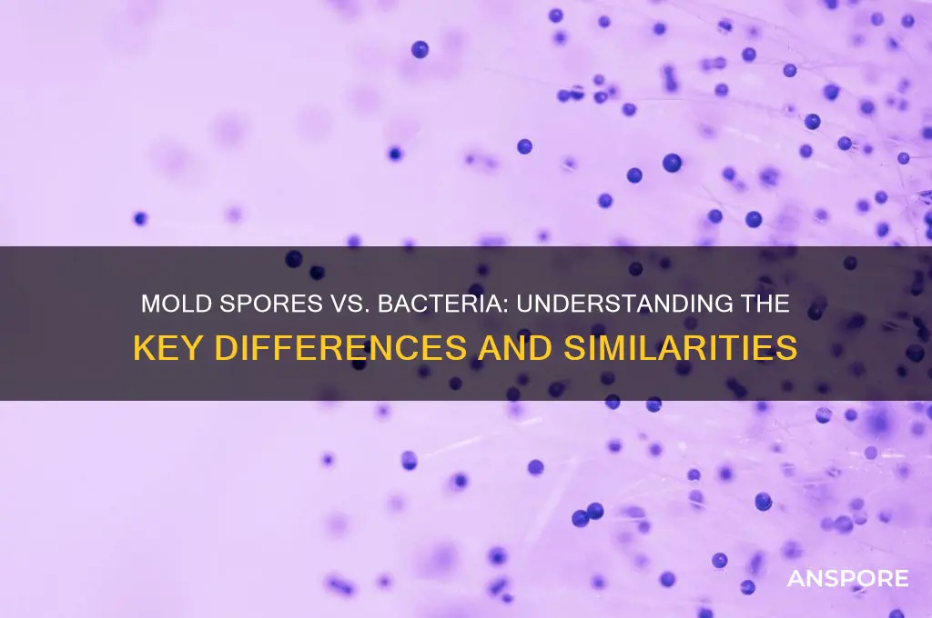 are mold spores bacteria