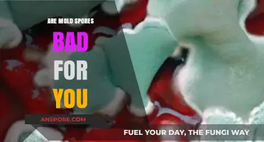 Are Mold Spores Harmful? Understanding Health Risks and Prevention Tips