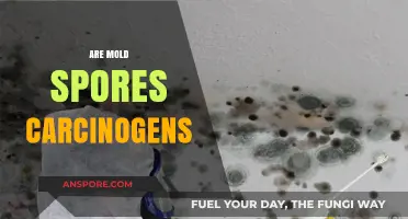 Are Mold Spores Carcinogens? Uncovering the Health Risks and Facts