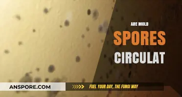 Are Mold Spores Circulating in Your Home? Discover the Truth