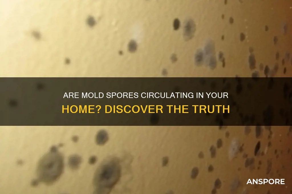 are mold spores circulat