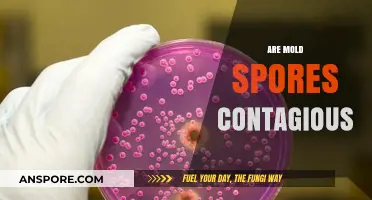 Are Mold Spores Contagious? Understanding Risks and Prevention Tips