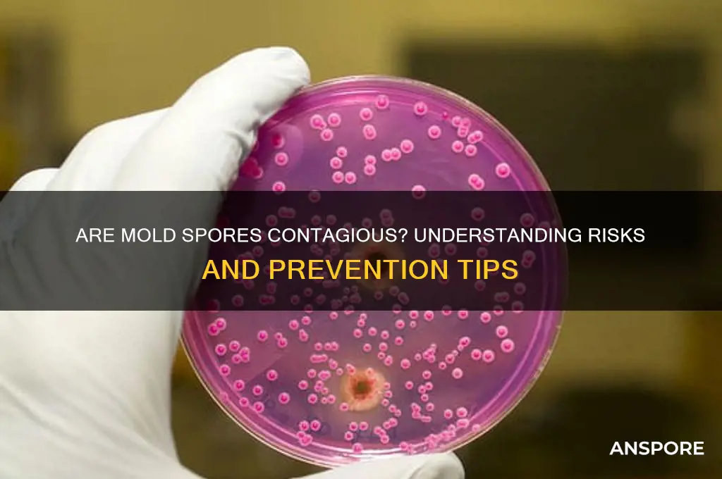 are mold spores contagious