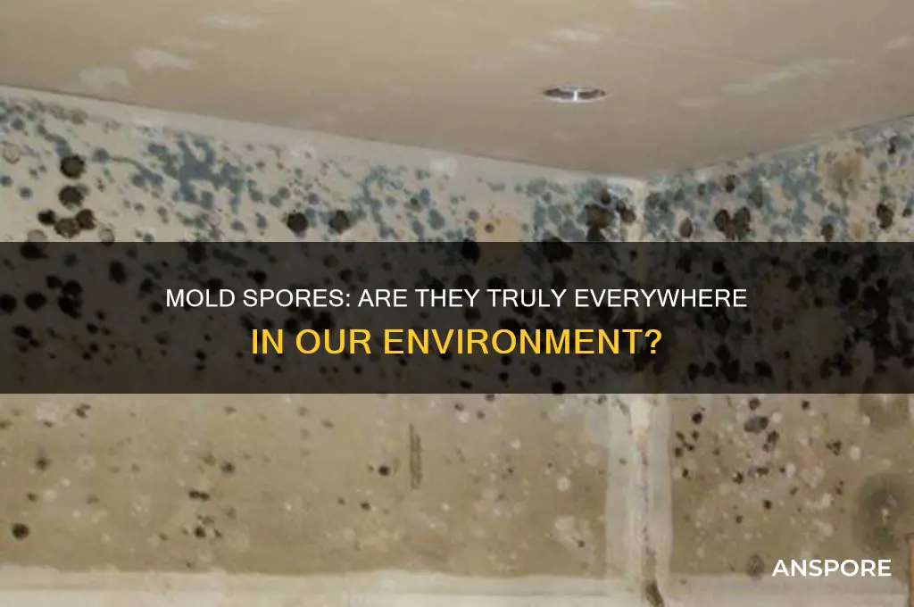 are mold spores everywhere