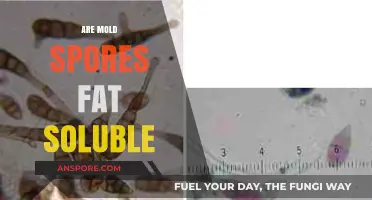 Are Mold Spores Fat Soluble? Unraveling the Science Behind It