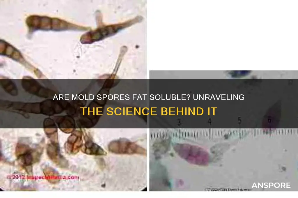 are mold spores fat soluble