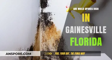 Mold Spores in Gainesville, Florida: Are Levels High?
