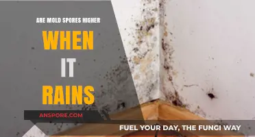 Does Rain Increase Mold Spores? Understanding the Link Between Rain and Mold