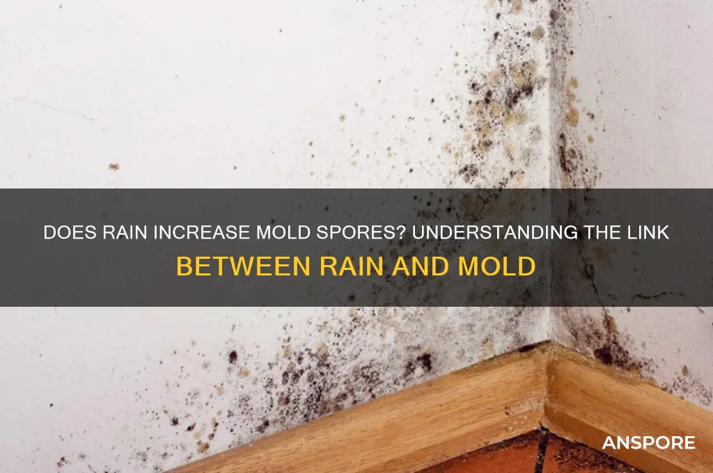 are mold spores higher when it rains