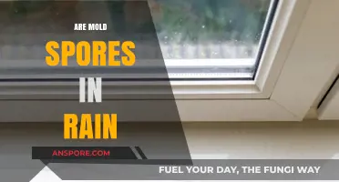 Mold Spores in Rain: Unseen Passengers and Their Impact Explained