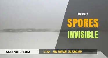 Are Mold Spores Invisible? Unveiling the Hidden Truth About Mold