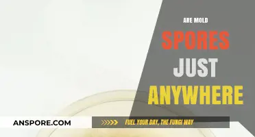 Mold Spores Everywhere: Unseen, Ubiquitous, and Potentially Harmful?