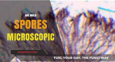 Are Mold Spores Microscopic? Unveiling the Hidden World of Mold