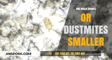 Mold Spores vs. Dust Mites: Which is Smaller in Size?