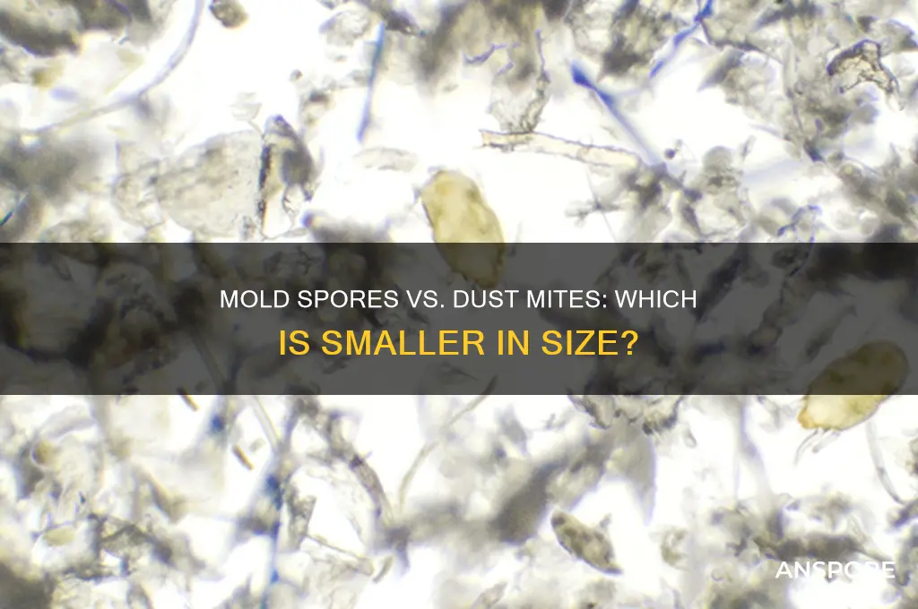 are mold spores or dustmites smaller