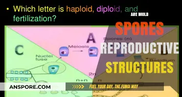 Mold Spores: Unveiling Their Role as Reproductive Structures