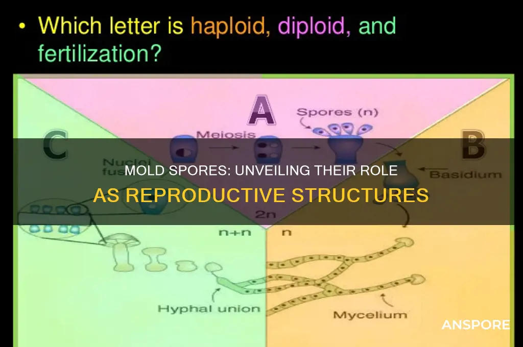 are mold spores reproductive structures