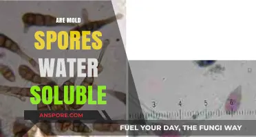 Are Mold Spores Water Soluble? Unraveling the Science Behind It