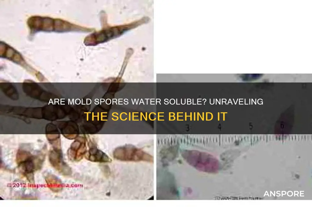 are mold spores water soluble