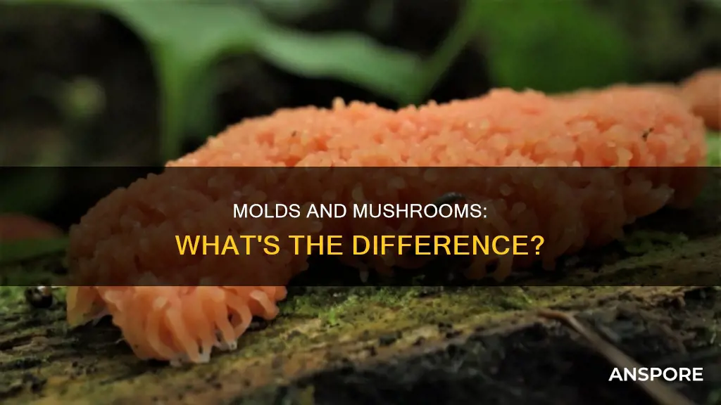 are molds mushrooms