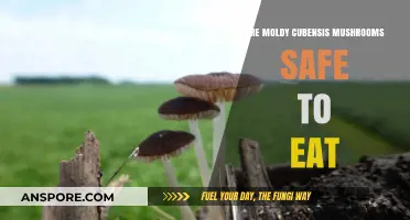 Moldy Cubensis Mushrooms: Are They Safe for Consumption?