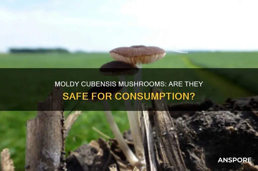 are moldy cubensis mushrooms safe to eat