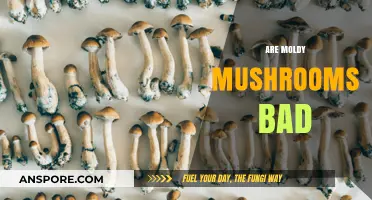 Are Moldy Mushrooms Safe to Eat? Risks and Facts Explained