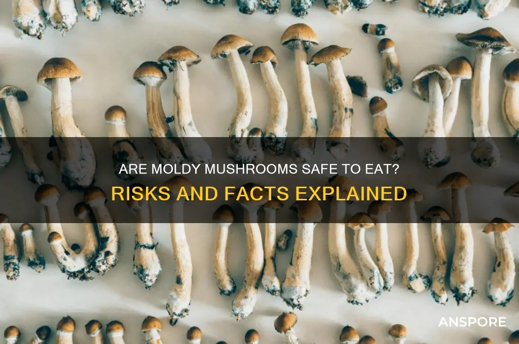 are moldy mushrooms bad
