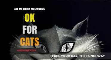 Are Monterey Mushrooms Safe for Cats? A Complete Guide