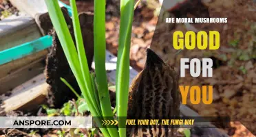 Moral Mushrooms: Unveiling Their Health Benefits and Nutritional Value