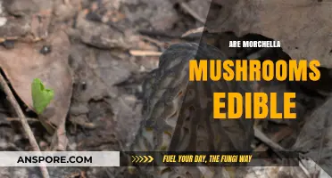 Are Morchella Mushrooms Edible? A Guide to Safe Foraging and Consumption