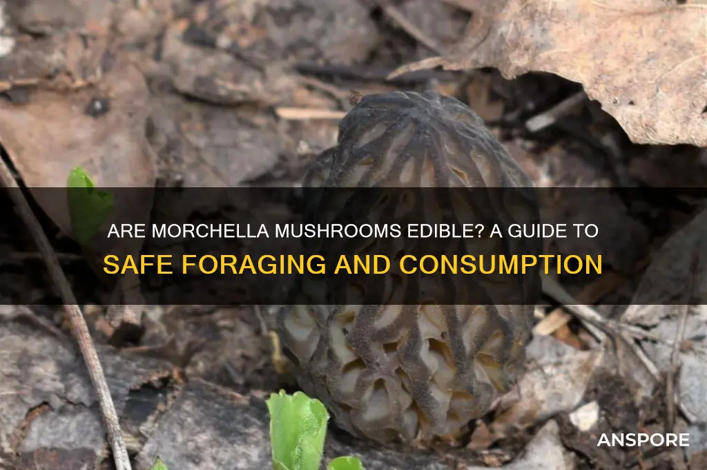 are morchella mushrooms edible