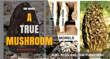 Are Morels True Mushrooms? Unraveling the Fungal Mystery