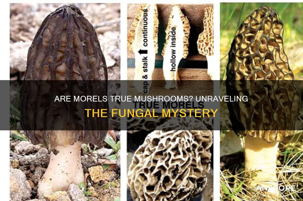 are morel a true mushroom