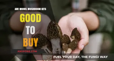 Should You Buy Morel Mushroom Kits? Pros, Cons, and Tips