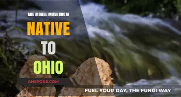 Are Morel Mushrooms Native to Ohio? Exploring Their Origins and Habitat