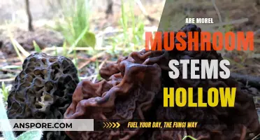 Are Morel Mushroom Stems Hollow? Unveiling the Truth Behind the Myth