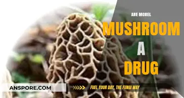 Are Morel Mushrooms a Drug? Unraveling the Truth Behind the Myth