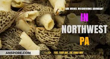 Exploring Morel Mushroom Abundance in Northwest Pennsylvania: A Forager's Guide