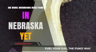 Nebraska Morel Hunt: Are Mushrooms Sprouting in the Cornhusker State?